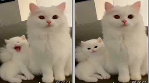 cute kitten very happy with mother