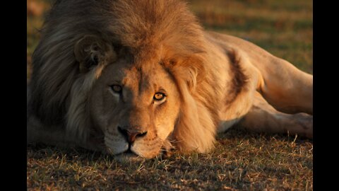 King of Jungle Lion hunting prey compilation, Exemplary Display of Patience, Focus and Concentration