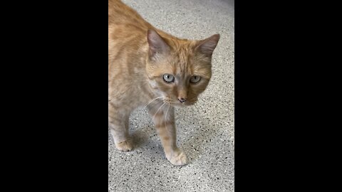 Scared rescue cat comes out from under a chair to visit with a volunteer ❤️