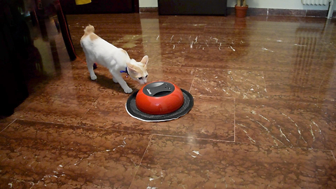 Kitten Terrified By The Cleaning Robot