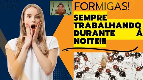 Formigas Trabalhando á Noite