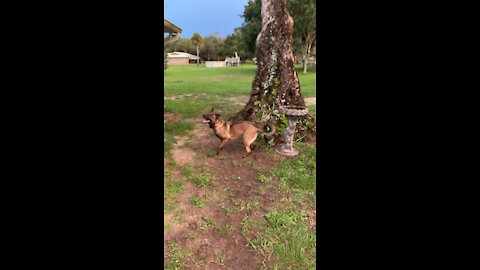 Malinois slow motion ball miss