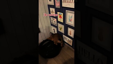 #shorts Смешные Собаки Из Тик Тока 171 Funny Dogs From Tiktok