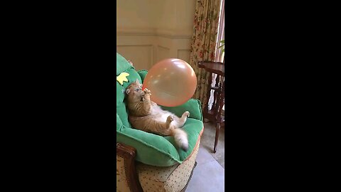 Boom Scared me! #exlittlebeans #funnycats #cat #funnyvideos