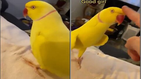 Cute parrot talking about girl amizan