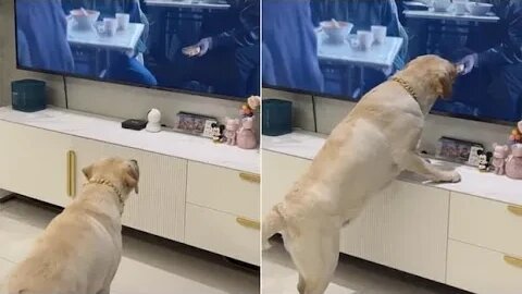 Adorable Dog Tries To Steal Food Shown On TV Screen