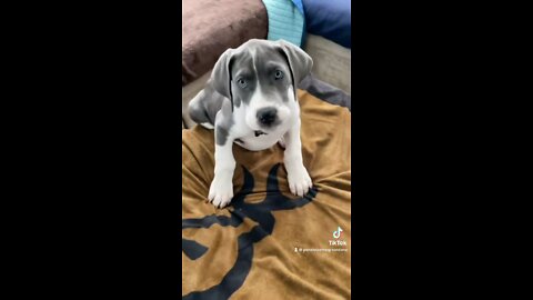 Cute Great Dane puppy steals slippers