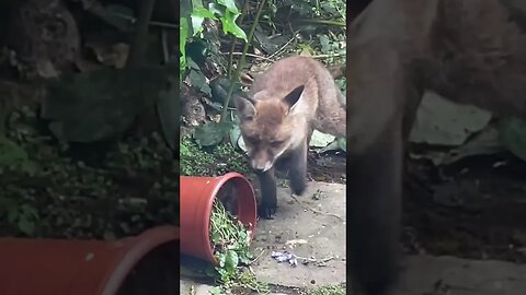 they are getting camera shy 🙈 #foxes #foxesofinstagram #cuteanimals #animalshorts