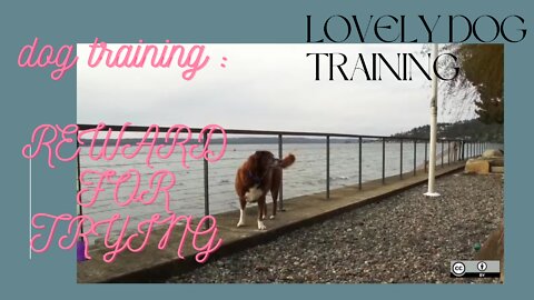 DOG TRAINING BASIC ：REWARD FOR TRYING