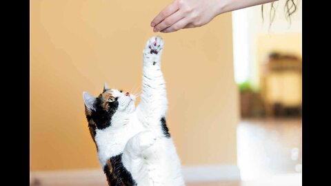 Basic Cat Training Tips