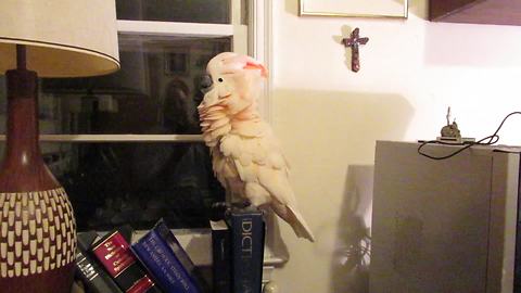 Cockatoo rocks out to classic Little Richard song