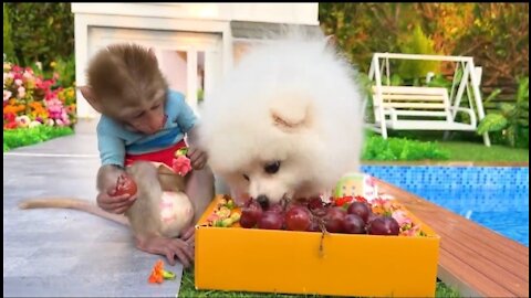 Fanny pets dog & monkey,cute baby monkey,dog video,cute video,cute programmer,cute life bts,cute baby status,