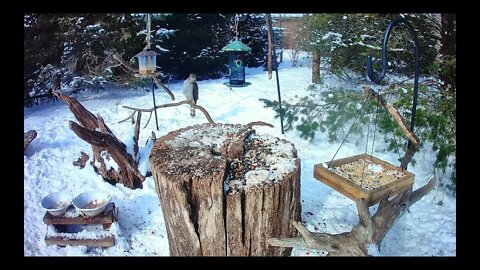 A Young Cooper's Hawk Visits the Feeder