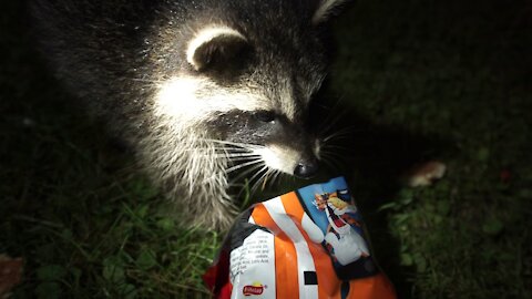 Baby Raccoons Are Cheeky - Raccoon Baby Compilation