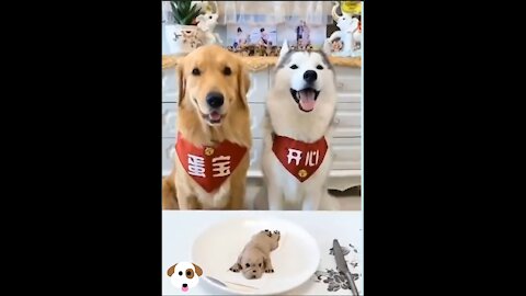 Smart and Funny Dogs at home