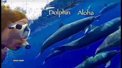 The Dolphin Aloha Project.