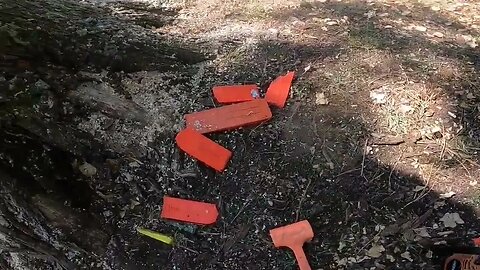 Wedging over a decayed maple