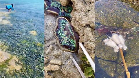 ASMR Hunting Sea Animals Around the Beach