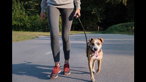 How to leash train your dog and loose lead walking training.