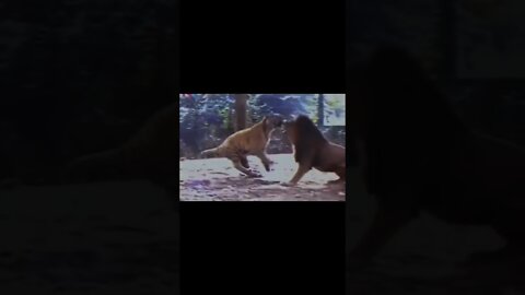 tiger vs lion real fight|animal planet|lion attack|tiger|lion|shorts|YouTube shorts|