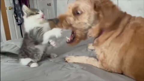 Kitten playing hard with a Mini Goldendoodle