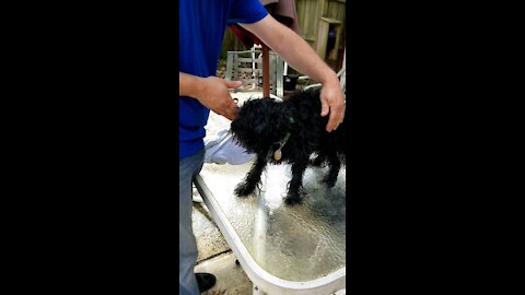 Doggy gets chiropractic adjustment