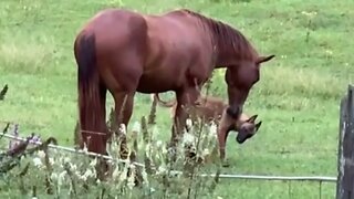 Colt And Malinois Dog Become The Best Of Friends