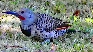 IECV NV #252 - 👀 Northern Flicker Picking Around For Food Out Back 🐦8-5-2016