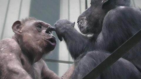 Chimpanzee decides to pick her mom's nose