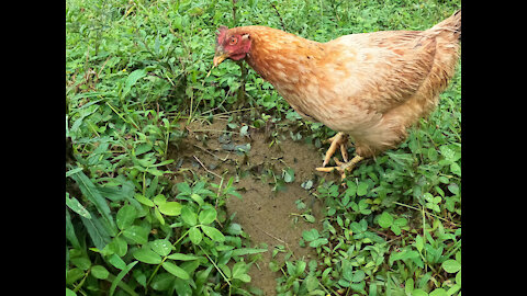 Happy Chickens Eating Cow Poop