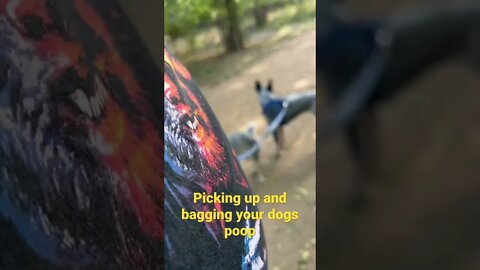 #shorts #short #poop #dog #blue #cow #cattle #beef #heeler #cow #texas #bag #cat #park #walking