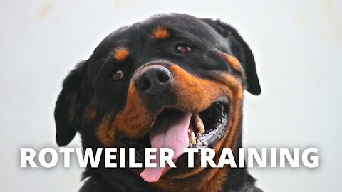 Rottweiler KARA learn a lot of skills