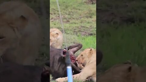 Our Encounter with Lions Having Lunch!🤔#shorts #safari #travel #travelling