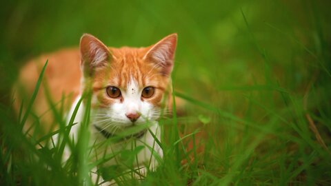 White cat lying among the grasses seen up close