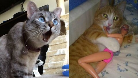 Enjoy the funny cats reactions to different situations. Try not to laugh. If you laugh, you lose 😹.