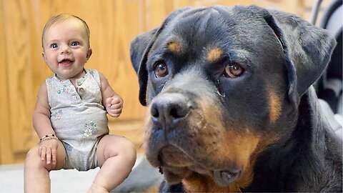 Baby Puts Hand In Rottweilers Mouth