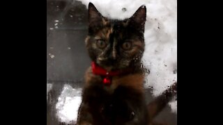 Cat in the snow