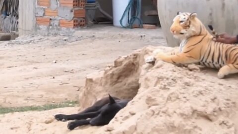 Troll Prank dog funny and fake lion and fake tiger prank to dog