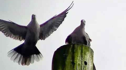 IECV NV #325 - 🕊️🕊️ Two Grey Turtle Doves On The Wire And On The Pole 5-19-2017