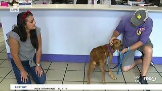 Meet Fox 4's Pet of the Week: Mixy