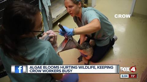 Doctors rush to treat animals impacted algal blooms