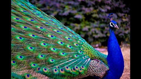 Peacock Peahen Voice Sound Video Full HD video by unique animal lover akshay Amazing peacock 🦚