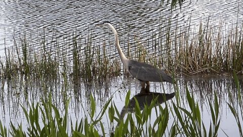 Great Blue Heron in Paradise #4K