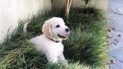 Cute Puppy destroying the garden