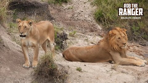 Lion Pair Interrpted By A Gnu Herd | Maasai Mara Safari | Zebra Plains