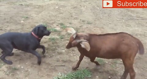 Crazy goats! What's wrong with them!!! Very funny jokes! Безумные козы! Очень Смешные приколы!