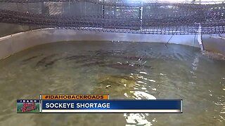 Sockeye Shortage