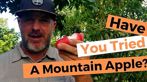 Mountain Apples: Canoe Crop For Your Tropical Backyard Food Forest