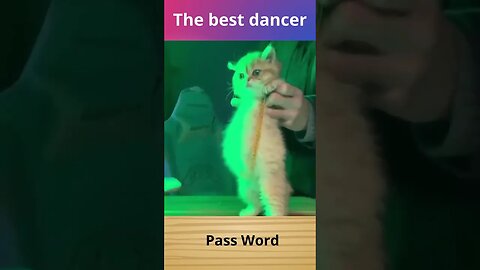 The best dancer #cat #cats #beauty #beautiful #amazing