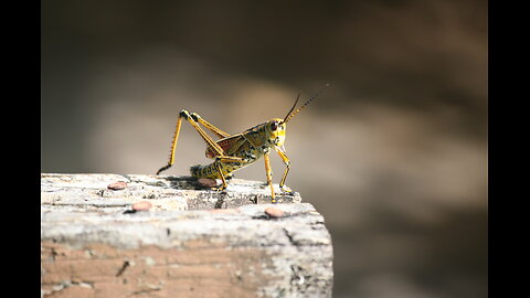 Grasshoppers Searching For Understanding